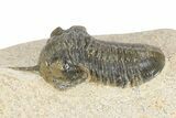 Bargain, Morocconites Trilobite Fossil - Ofaten, Morocco #340931-3
